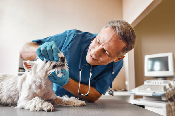 Best 24-Hour Emergency Dentist in Luckey, OH
